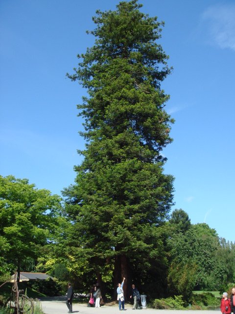 Sequoia sempervirens Nantes